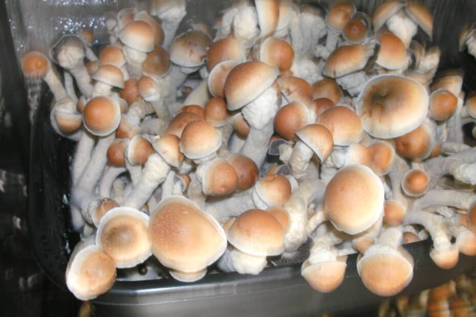 coco coir substrate recipe